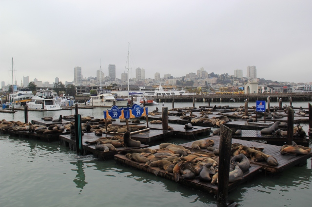 If you go to Pier 39 after 10 AM you might not get a good spot to look at the sea lions, because it gets crowded, everyone wants to picture the mammals.